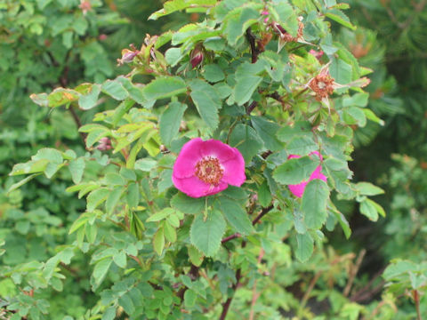 Rosa nipponensis