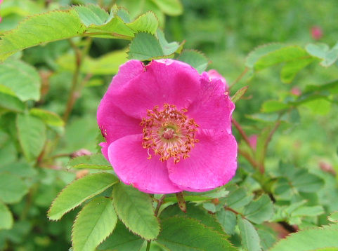 Rosa nipponensis