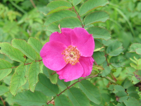 Rosa nipponensis