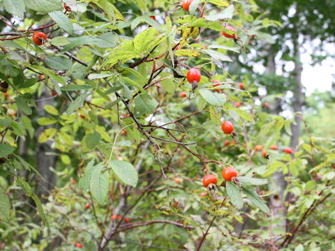 Rosa nipponensis