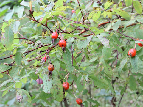 Rosa nipponensis