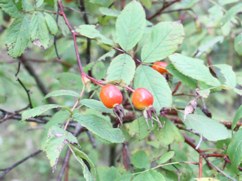 Rosa nipponensis