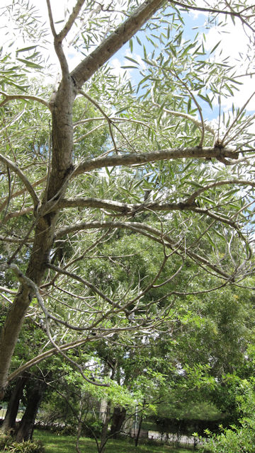 Tabebuia aurea