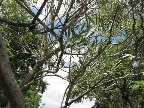 Tabebuia aurea