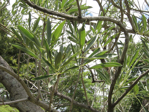 Tabebuia aurea