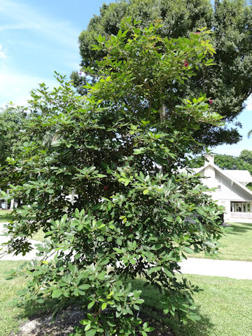 Tabebuia cv. Carib Queen