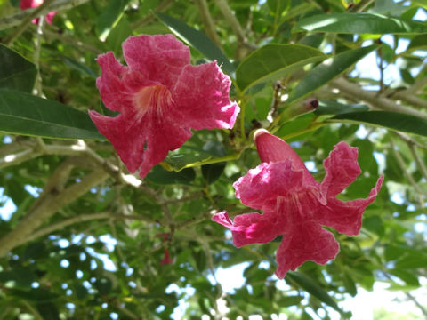 Tabebuia cv. Carib Queen