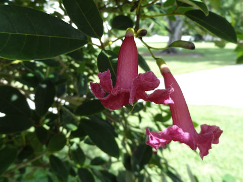 Tabebuia cv. Carib Queen