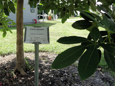 Tabebuia cv. Carib Queen