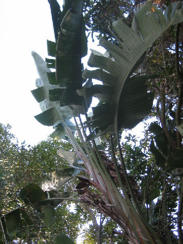 Ravenala madagascariensis