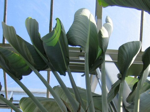 Ravenala madagascariensis