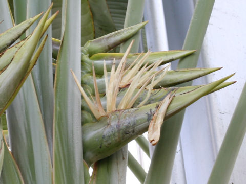 Ravenala madagascariensis