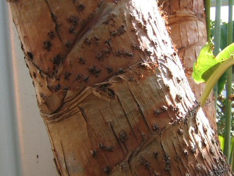 Ravenala madagascariensis