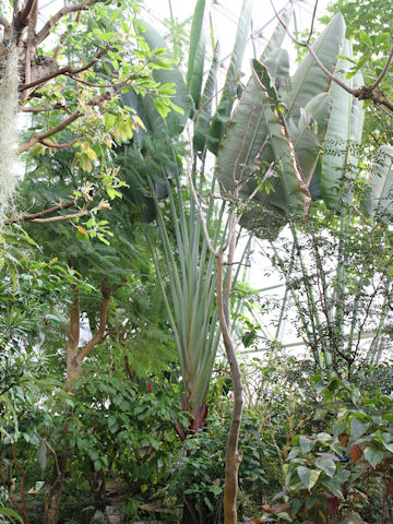 Ravenala madagascariensis