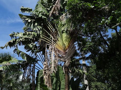 Ravenala madagascariensis