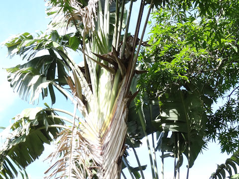 Ravenala madagascariensis