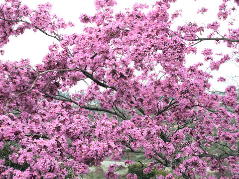 Tabebuia impetiginosa