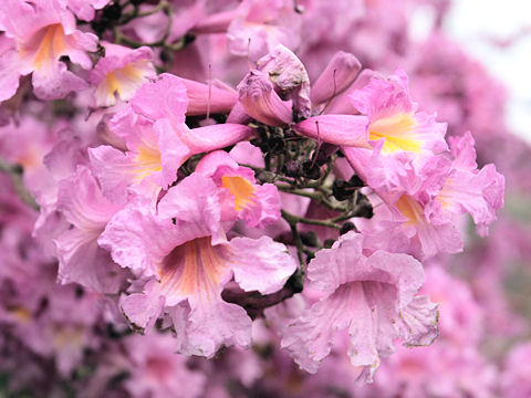 Tabebuia impetiginosa