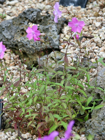 Silene keiskei var. akashialpina