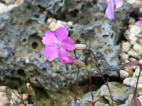 Silene keiskei var. akashialpina