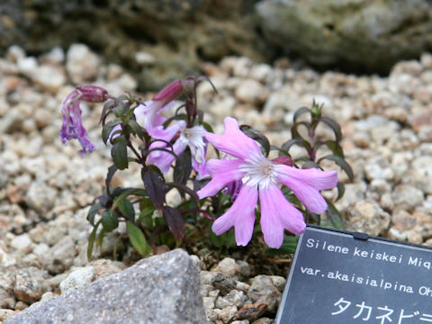 Silene keiskei var. akashialpina