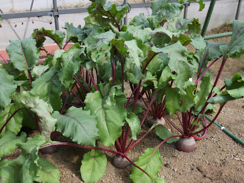 Beta vulgaris ssp. vulgaris cv. Detroit Dark Red