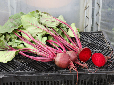 Beta vulgaris ssp. vulgaris cv. Detroit Dark Red