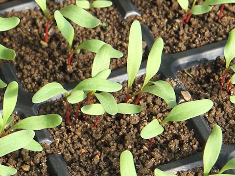 Beta vulgaris ssp. vulgaris cv. Chioggia