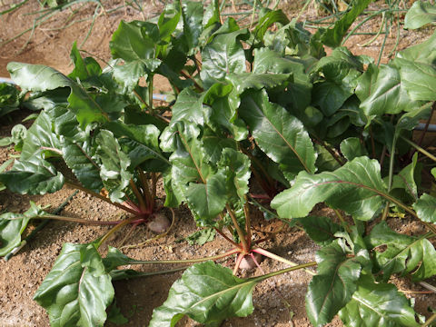 Beta vulgaris ssp. vulgaris cv. Chioggia