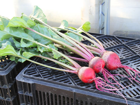 Beta vulgaris ssp. vulgaris cv. Chioggia