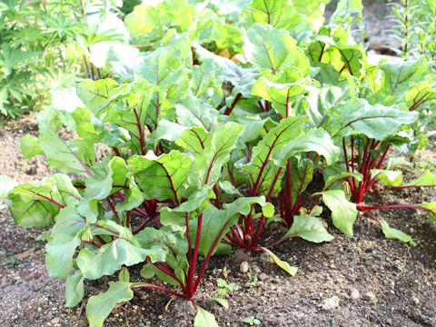 Beta vulgaris ssp. vulgaris cv. Detroit Dark Red