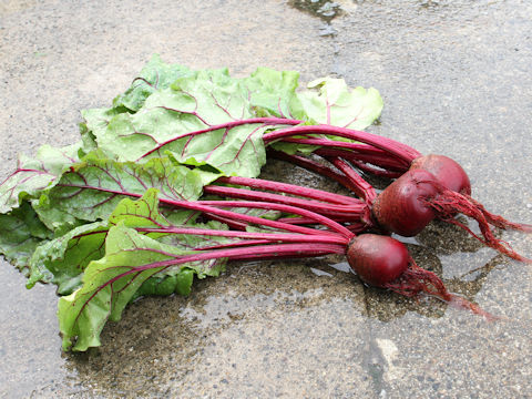 Beta vulgaris ssp. vulgaris cv. Detroit Dark Red