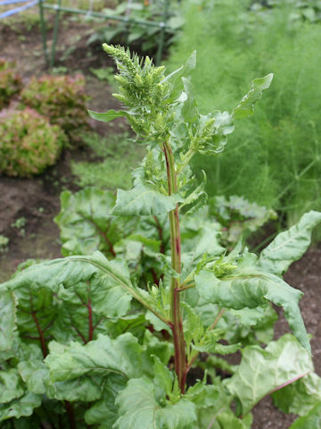 Beta vulgaris ssp. vulgaris cv. Detroit Dark Red