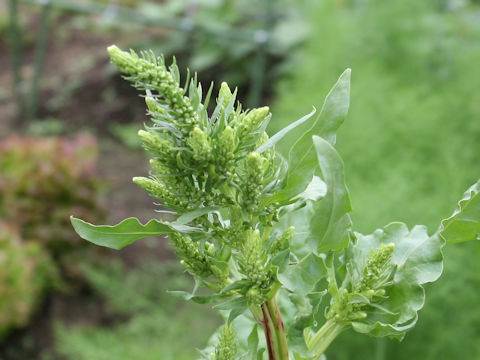 Beta vulgaris ssp. vulgaris cv. Detroit Dark Red