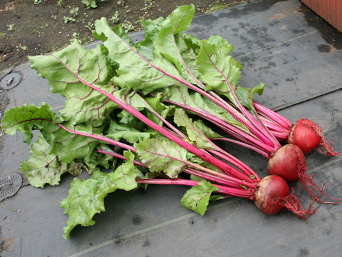 Beta vulgaris ssp. vulgaris cv. Detroit Dark Red