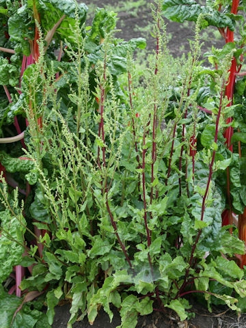 Beta vulgaris ssp. vulgaris cv. Detroit Dark Red