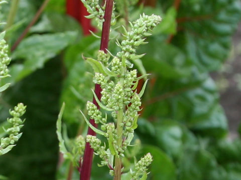 Beta vulgaris ssp. vulgaris cv. Detroit Dark Red