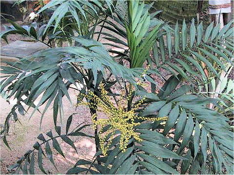 Chamaedorea elegans