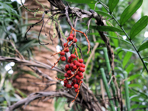 Chamaedorea elegans