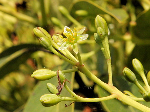 Machilus tunbergii