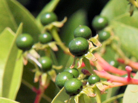 Machilus tunbergii