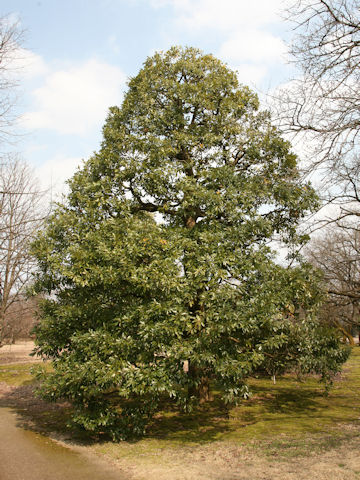 Machilus tunbergii