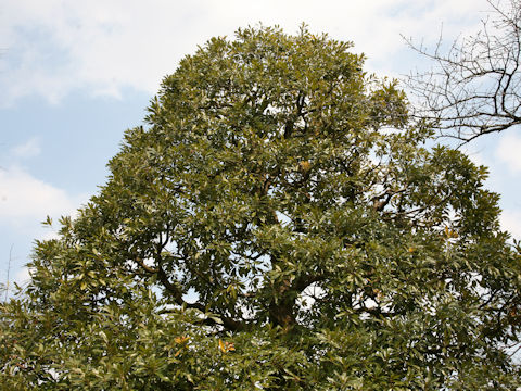Machilus tunbergii