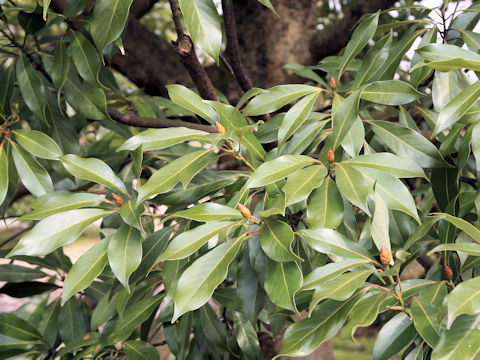 Machilus tunbergii