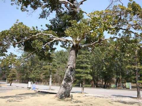 Machilus tunbergii