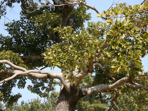 Machilus tunbergii