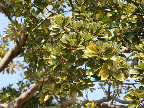 Machilus tunbergii