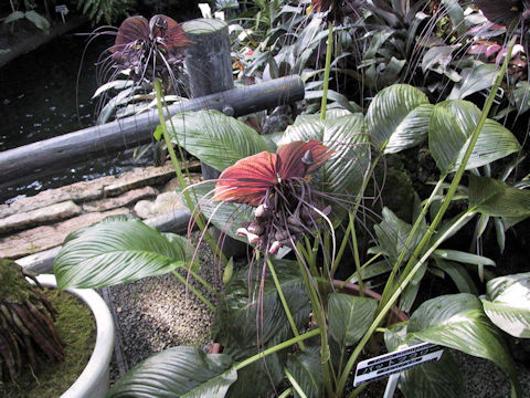 Tacca chantrieri