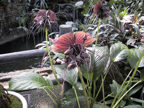 Tacca chantrieri