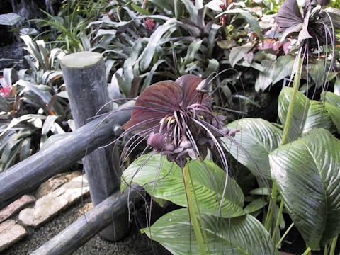 Tacca chantrieri